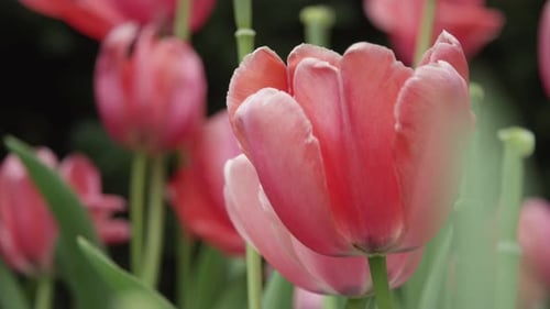 Close up of pink tulips