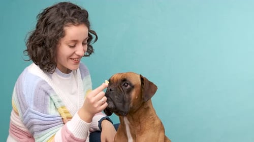 Woman Giving Treat to Cute Brown Dog