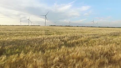 Landscape with Windmills and Wheat During Clear Sunny Weather. Aerial Survey. Close Up
