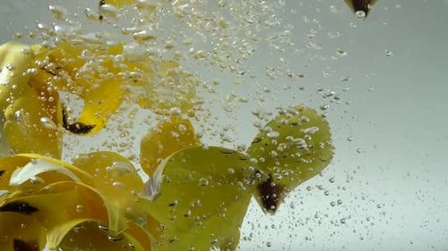 Petals of Tulips Fall in Water