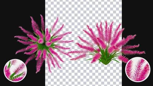Animated Pink Flowering Plant Growth