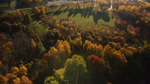 Flight over the autumn park. Trees with yellow autumn leaves are visible. Aerial photography.