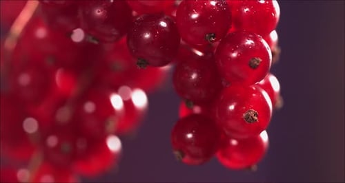 Closeup View of Falling Red Currant From Currant Tree