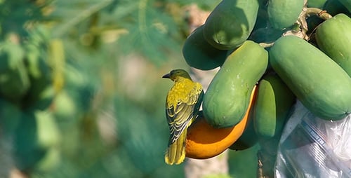 Bright Yellow Bird Feeds on Tropical Papaya Fruit