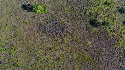 Due to deforestation, the habitat of the Brazilian savannah is in drought and environmental crisis -