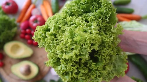 Hands Holding Bunch Of Green Lettuce Salad Close-Up.