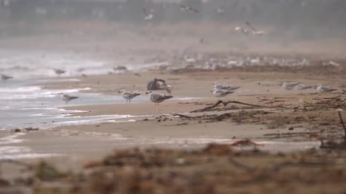 Seagulls Gather Peacefully on a Hazy Beach