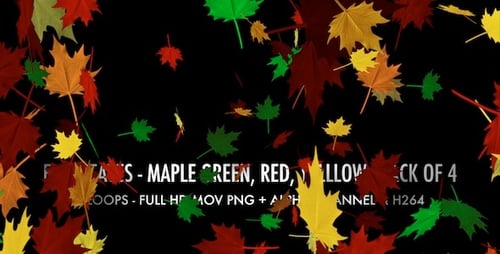 Fall Leaves - Maple Mix - Pack of 4