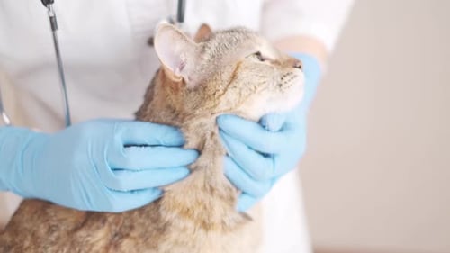Woman Veterinarian Strokes a Cat at Clinic