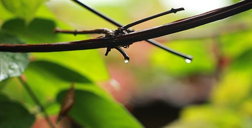 Gentle Raindrops Clinging to Twig in Nature