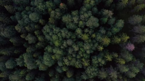 Drone Flying Above an Evergreen Forest in Norway