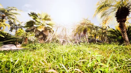 Light Ray in a Jungle Rainforest