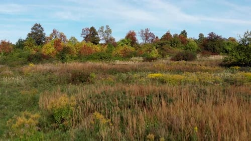 Autumnal wild meadow.