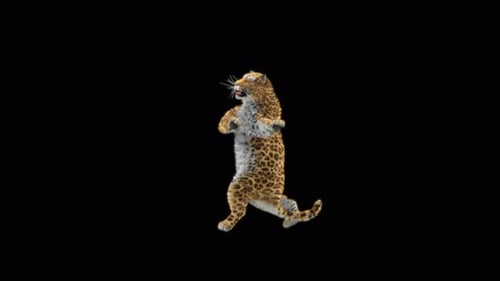 Leopard Dancing 4K