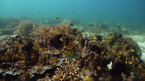 Coral Reef and Tropical Fish Underwater