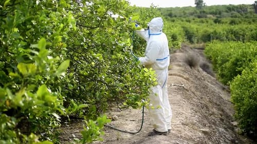 Worker Spraying Pesticides in Agricultural Field