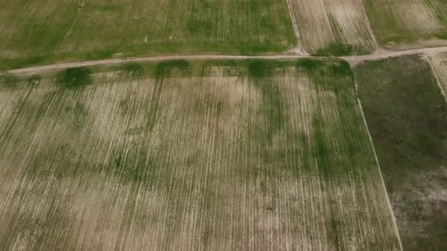 Aerial View on Green Wheat Field in Countryside
