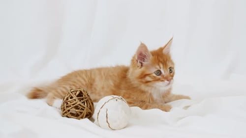 Ginger Kitten Resting and Playing on White Blanket