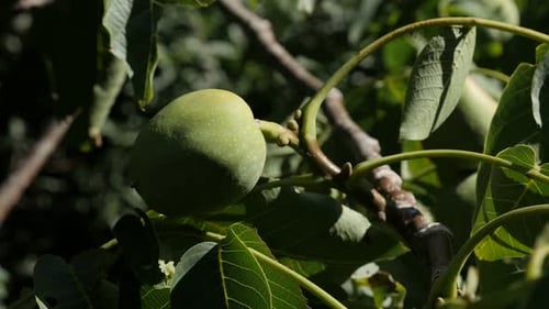 Juglans Samen auf Wind flach DOF 4K 2160p 30fps UltraHD-Aufnahmen - Nahaufnahme von Walnusszweigen