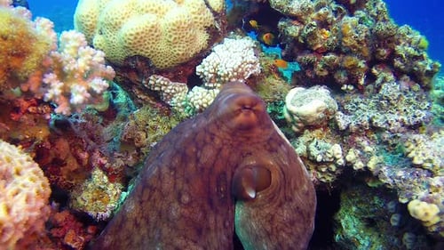 Underwater Big Red Octopus