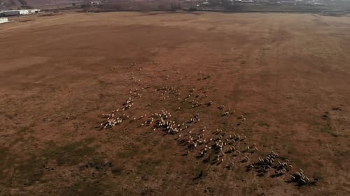 Herd of Sheep in the Field