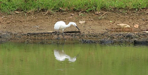 Little Egret (Egretta garzetta) Fishing