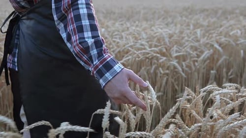 Farmer walking in wheat field at sunset touching wheat ears with hands - agriculture concept.