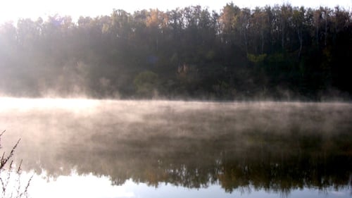 Forest Pond in the Morning