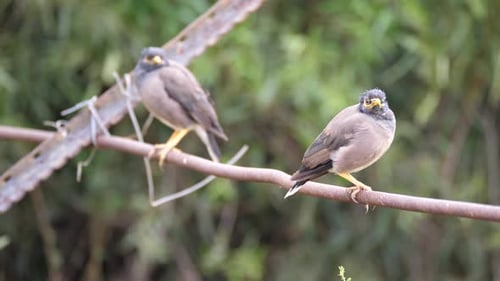 Two Common myna birds in the Pilanesberg Game Reserve