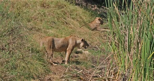 Afrikanischer Löwe, Panthera Leo, Gruppe in Savannah, Nairobi Park in Kenia, Echtzeit 4K