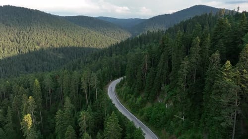 Straße in den Wald