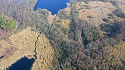 Flying above a lake and forest in sunny day