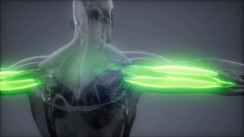 Scientific 3D Animation of Human Biceps and Triceps Muscles