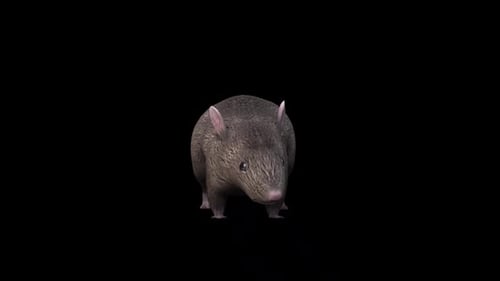 Brown Rat Eat Front View