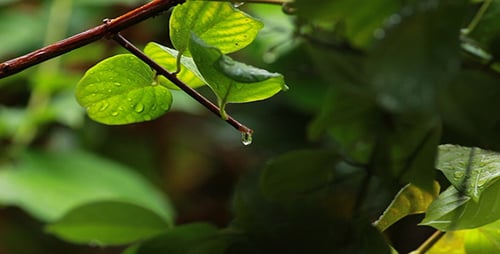 Raindrops Falling From Lush Green Leaves