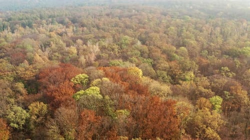 Autumn forest