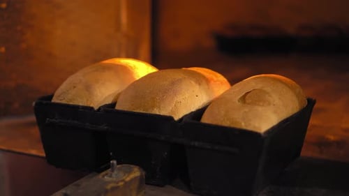 Fresh Loaves of Bread Baking in Hot Oven