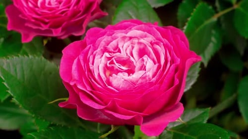 Time Lapse of Elegant Pink Roses Blooming