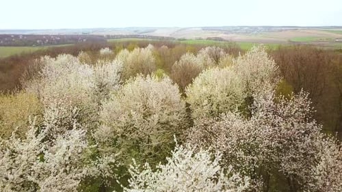 Aerial view of spring forest with blooming white trees in dense woods.