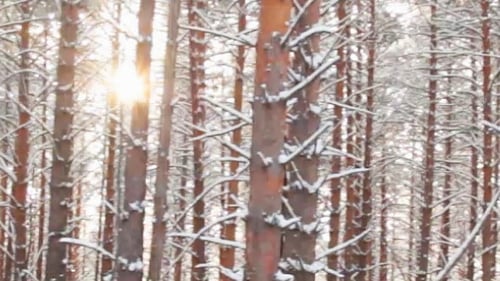 Walking In The Woods