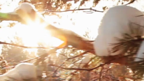 Walking In The Woods