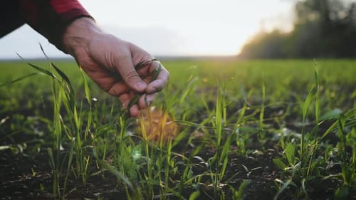 Farmer Hand Touches Green Wheat Crop Germ Agriculture Industry