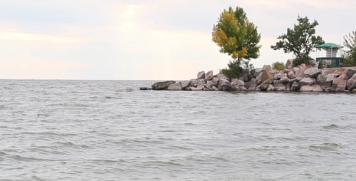 Tree By The River