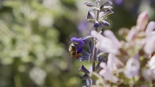 Bee Collecting Pollen on Violet Flower in Garden