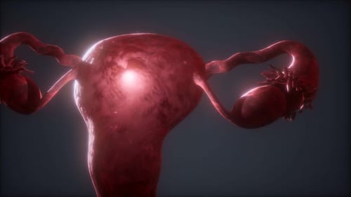 3D Animated Female Uterus and Reproductive System with Glowing Light