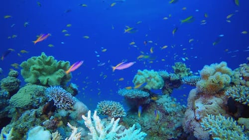 Underwater Sea Coral Reef