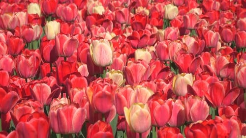 Blooming Tulips in a Lush Spring Flowerbed