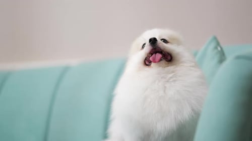 Adorable Pomeranian Dog Sitting on a Blue Couch