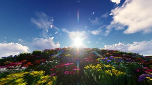 Bright Sun Over Moving Colorful Flower Field