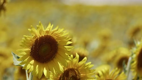 Beautiful Natural Plant Sunflower In Sunflower Field In Sunny Day 08